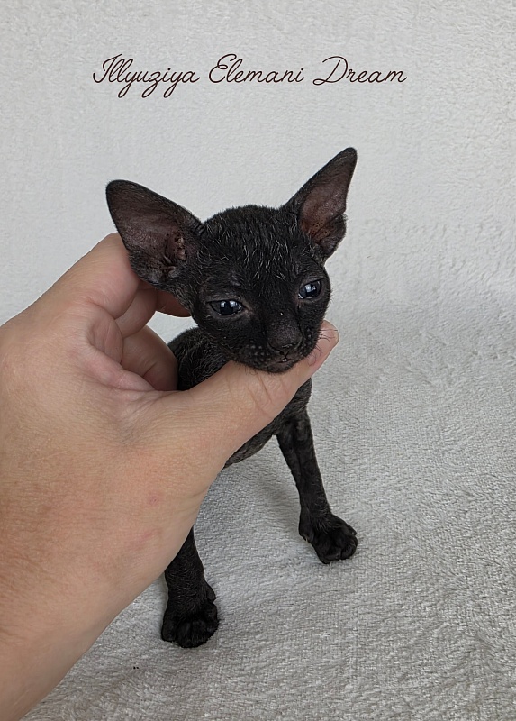 Illyuziya Elemani Dream - Kitten cornish rex 3.5 weeks