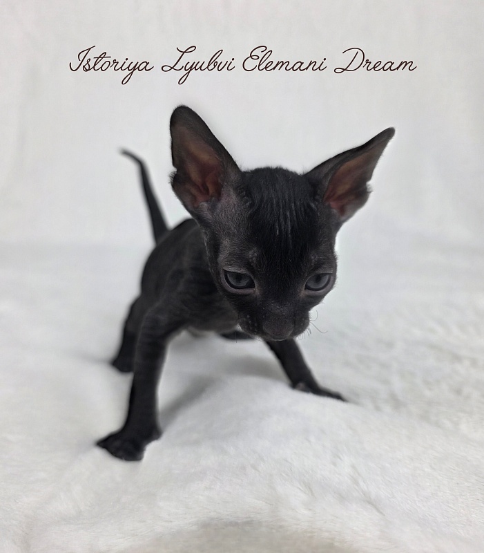 Istoriya Lyubvi Elemani Dream - Kitten cornish rex 3.5 weeks