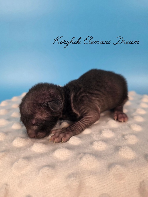 Korzhik Elemani Dream - Kitten cornish rex 1 week