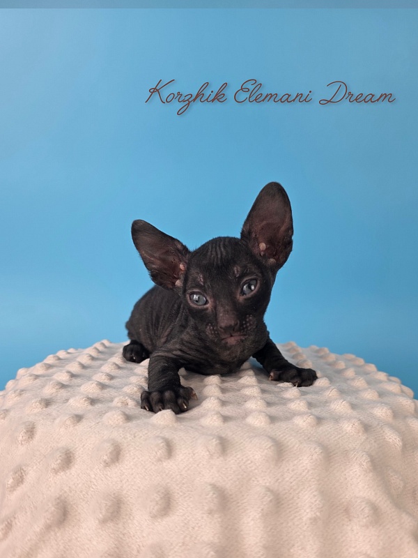 Korzhik Elemani Dream - Kitten cornish rex 4 weeks