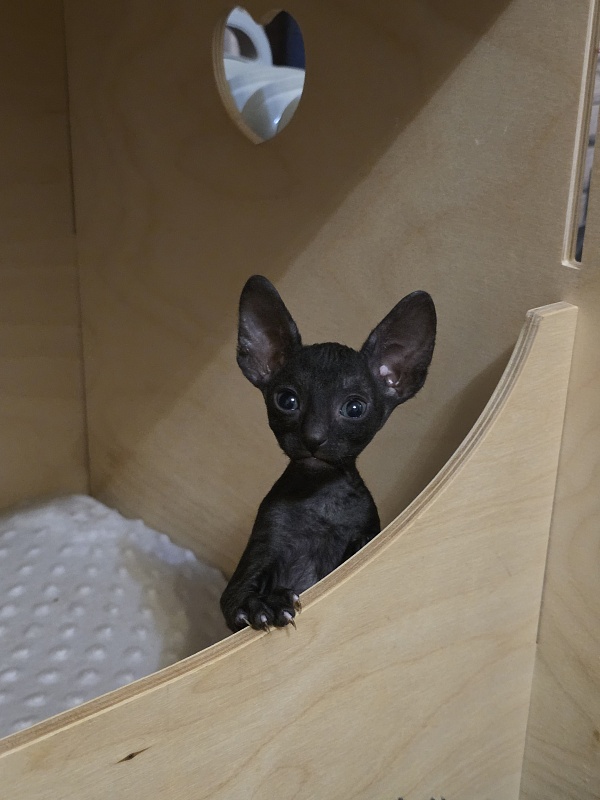 Korzhik Elemani Dream - Kitten cornish rex 1 month