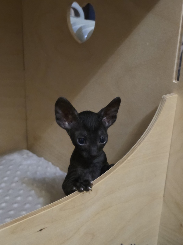 Korzhik Elemani Dream - Kitten cornish rex 1 month