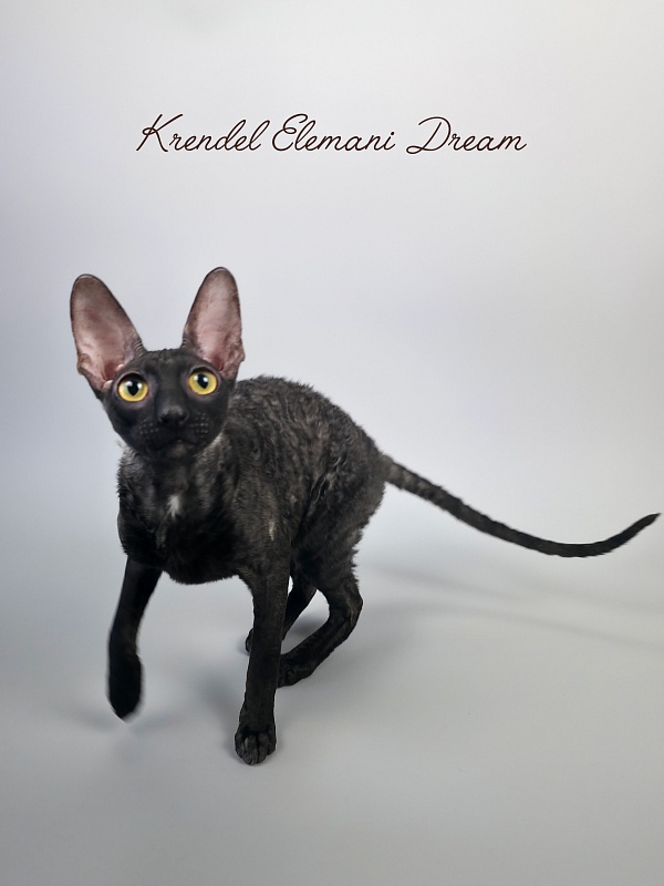 Krendel' Elemani Dream - Junior cornish rex 7 months 0.5 weeks