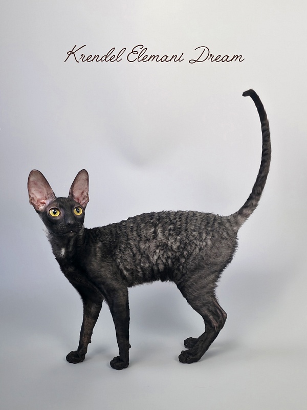 Krendel' Elemani Dream - Junior cornish rex 7 months 0.5 weeks