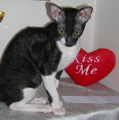 Axi Anakin Garret - cornish rex