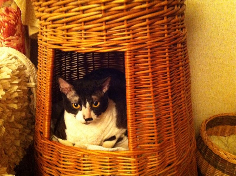 Agentessa Veter Svobody - cornish rex