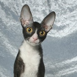 Barmont's Junebug