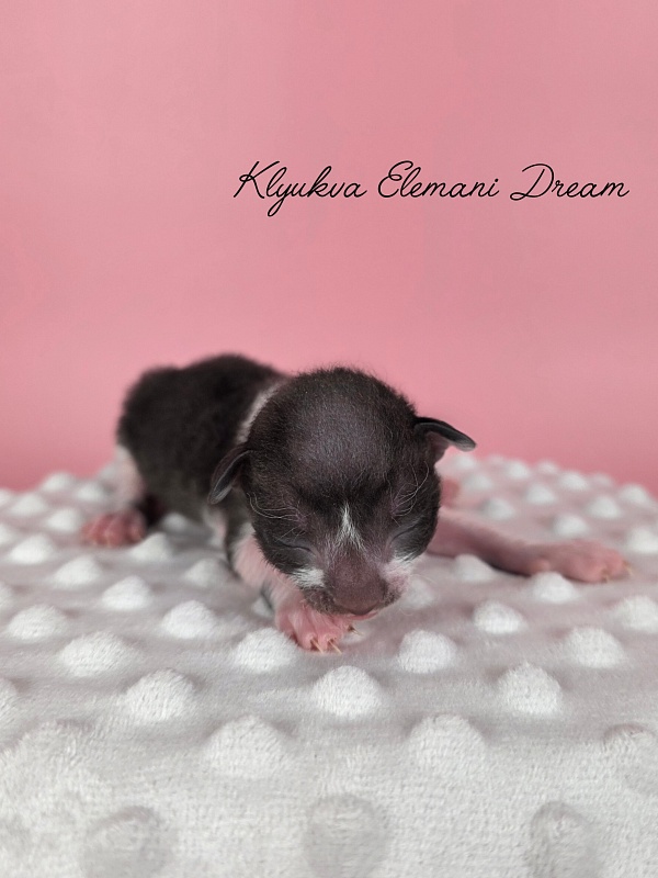 Klyukva Elemani Dream - Kitten cornish rex 1 week