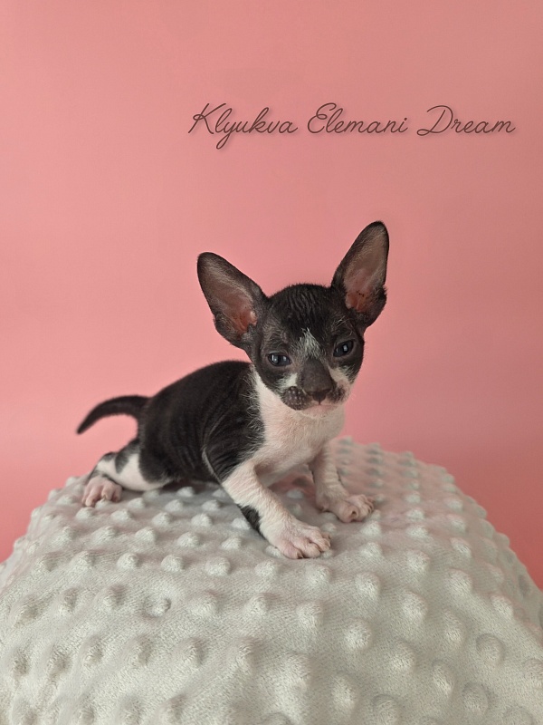 Klyukva Elemani Dream - Kitten cornish rex 4 weeks