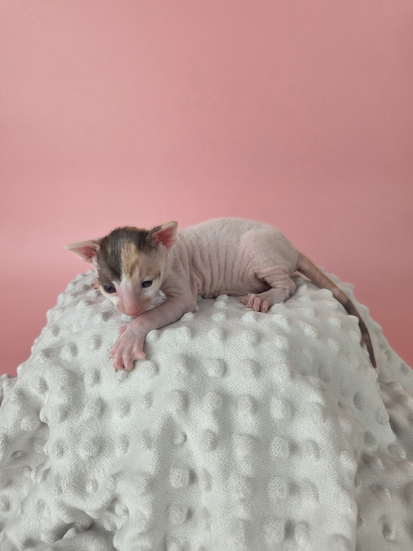 Lukretsiya Elemani Dream - Kitten cornish rex 2 weeks