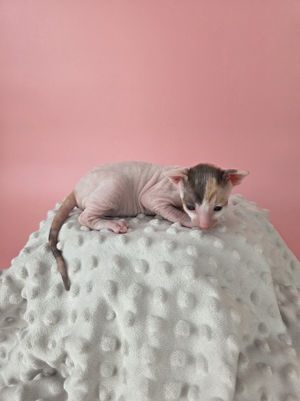 Lukretsiya Elemani Dream - Kitten cornish rex 2 weeks