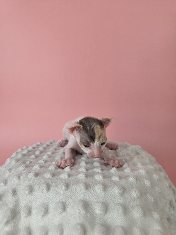 Lukretsiya Elemani Dream - Kitten cornish rex 2 weeks