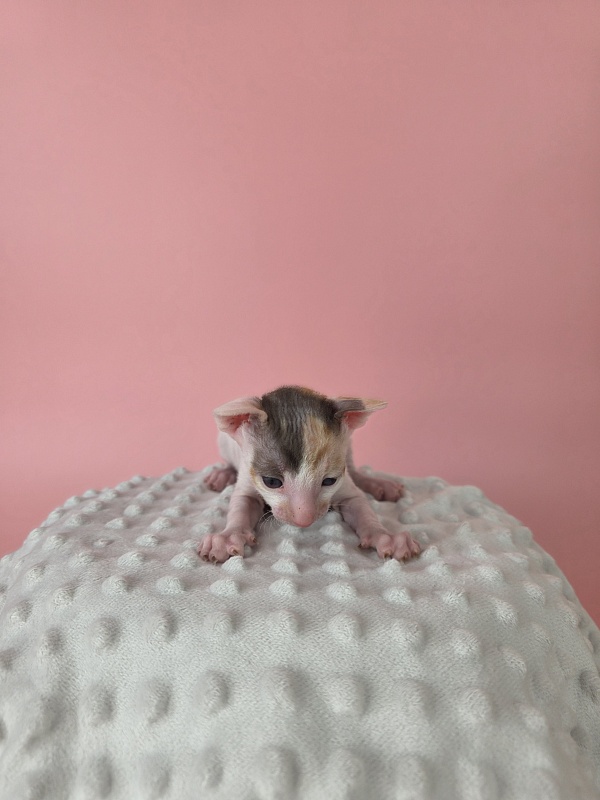 Lukretsiya Elemani Dream - Kitten cornish rex 2 weeks