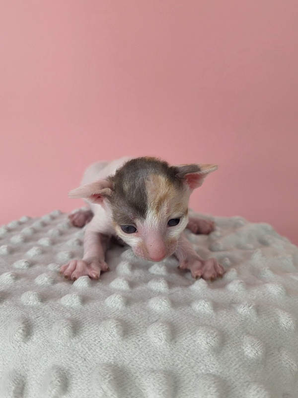 Lukretsiya Elemani Dream - Kitten cornish rex 2 weeks