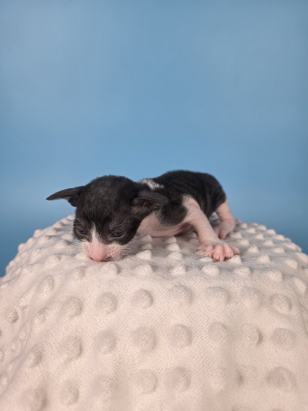 Lancelot Elemani Dream - Kitten cornish rex 2 weeks