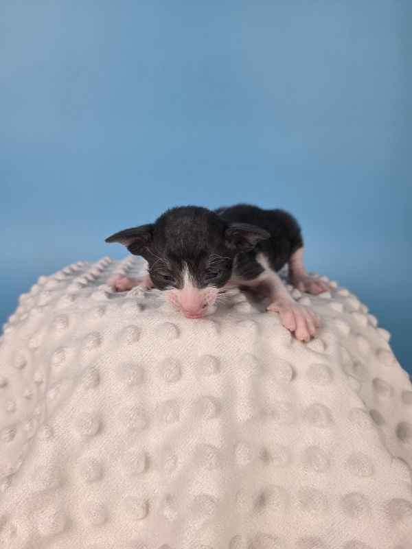 Lancelot Elemani Dream - Kitten cornish rex 2 weeks