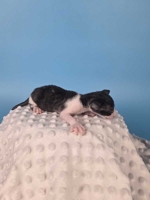 Lancelot Elemani Dream - Kitten cornish rex 2 weeks