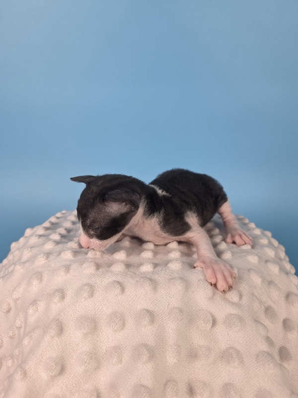 Lancelot Elemani Dream - Kitten cornish rex 2 weeks