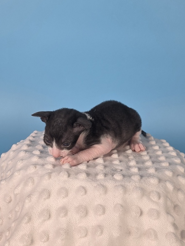 Lancelot Elemani Dream - Kitten cornish rex 2 weeks