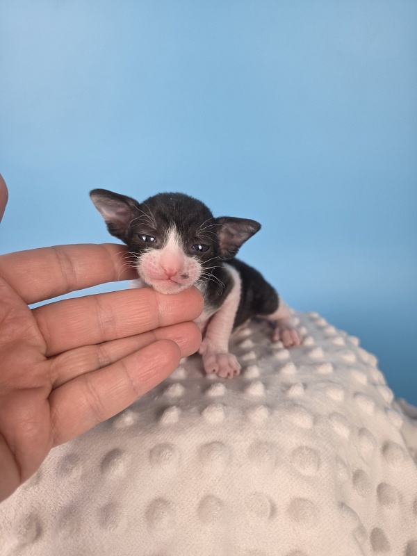 Lancelot Elemani Dream - Kitten cornish rex 2 weeks