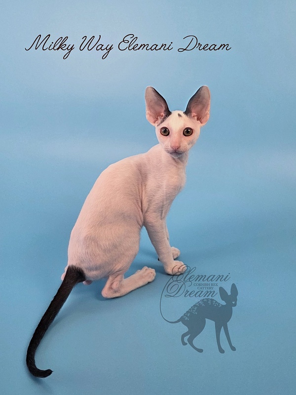 Milky Way Elemani Dream - Kitten cornish rex 2 months 3 weeks