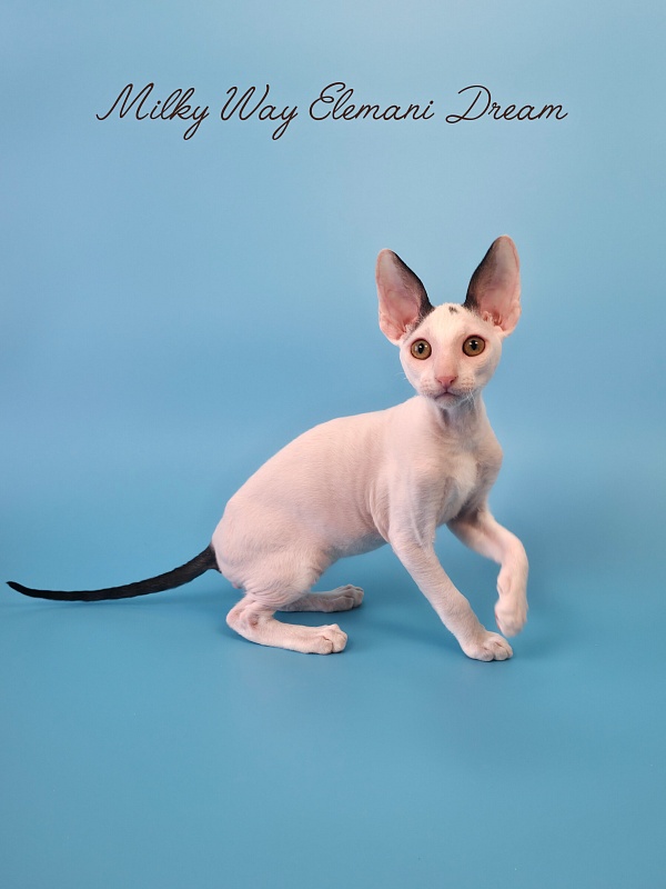 Milky Way Elemani Dream - Kitten cornish rex 2 months 3 weeks