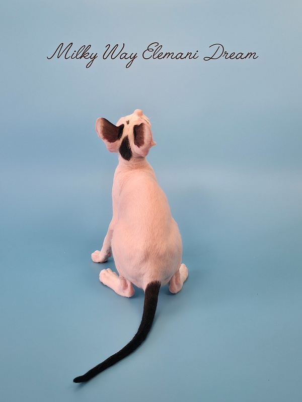 Milky Way Elemani Dream - Kitten cornish rex 2 months 3 weeks