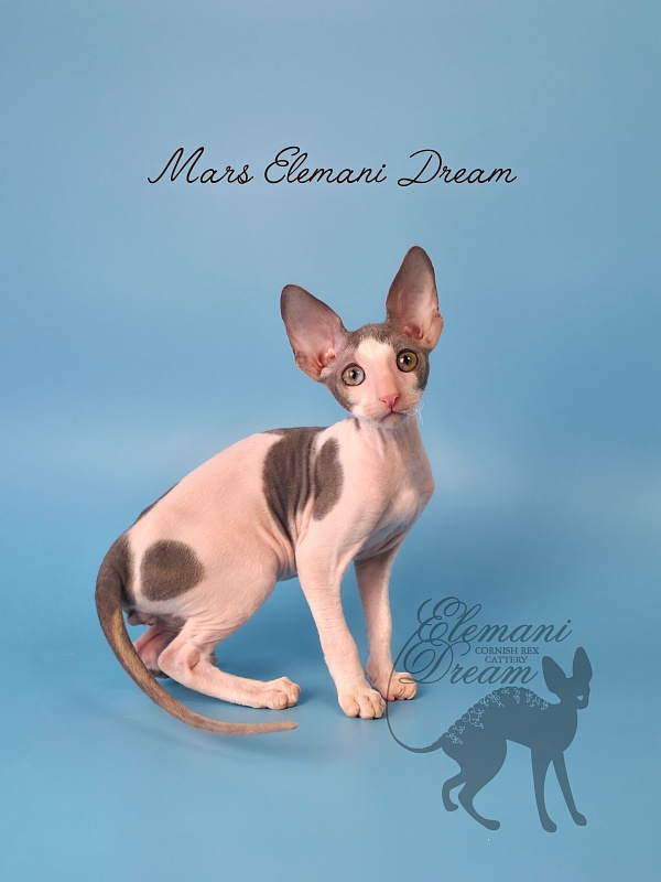 Mars Elemani Dream - Kitten cornish rex 2 months 3 weeks