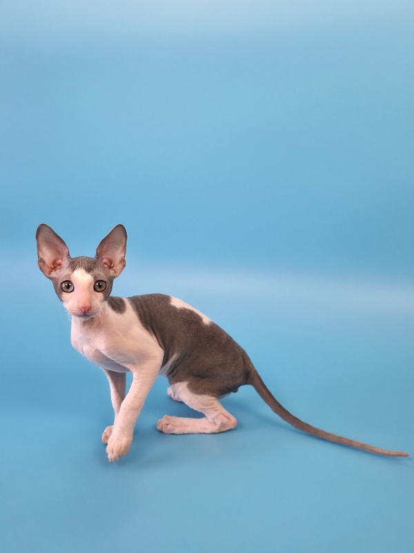 Mars Elemani Dream - Kitten cornish rex 2 months 3 weeks