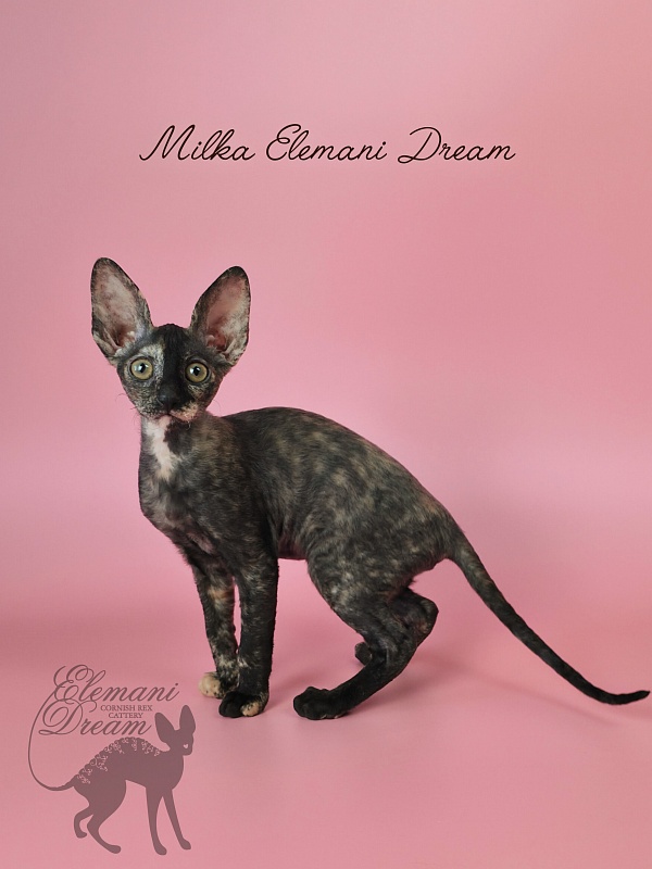 Milka Elemani Dream - Котенок корниш-рекс 2 месяца 3 недели