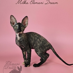 Milka Elemani Dream