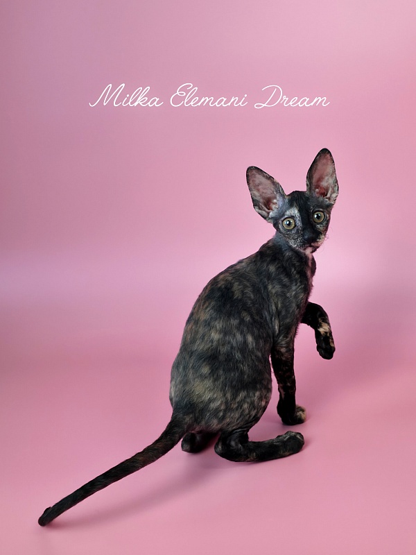Milka Elemani Dream - Котенок корниш-рекс 2 месяца 3 недели