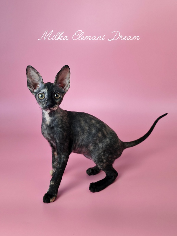 Milka Elemani Dream - Котенок корниш-рекс 2 месяца 3 недели