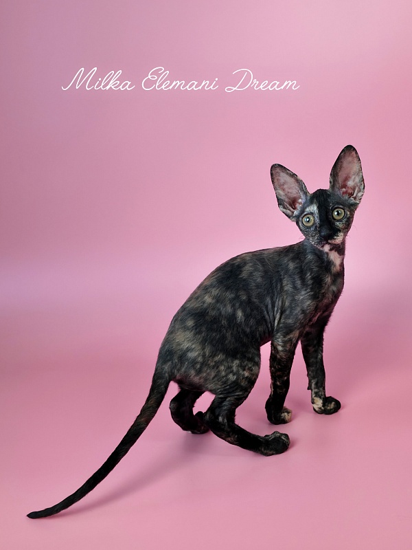 Milka Elemani Dream - Котенок корниш-рекс 2 месяца 3 недели