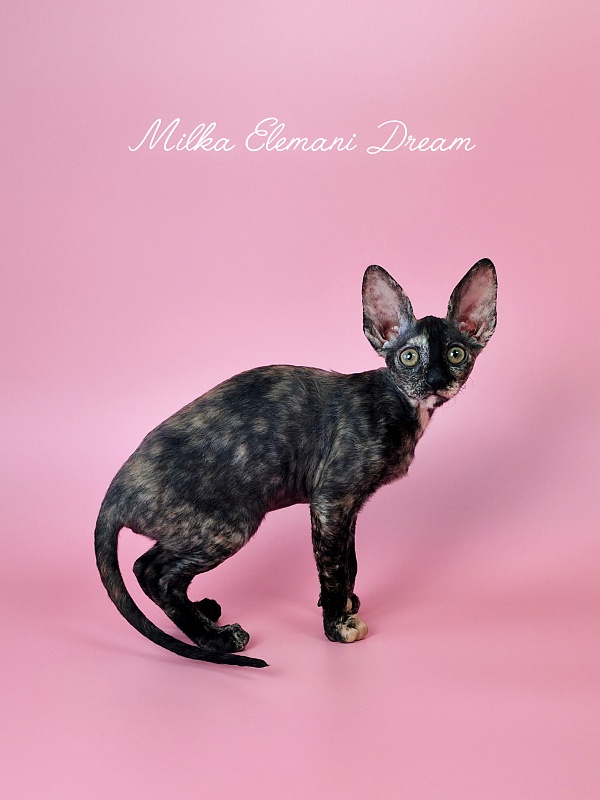 Milka Elemani Dream - Котенок корниш-рекс 2 месяца 3 недели