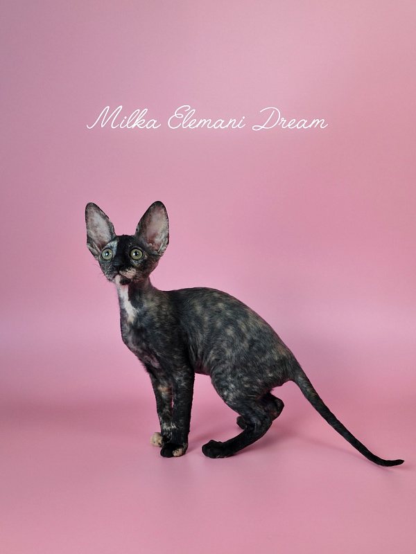 Milka Elemani Dream - Котенок корниш-рекс 2 месяца 3 недели