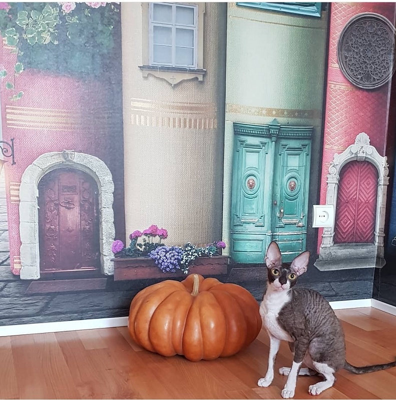 Kleopatra Elemani Dream - Adult cornish rex 1 year 1 month 1 week