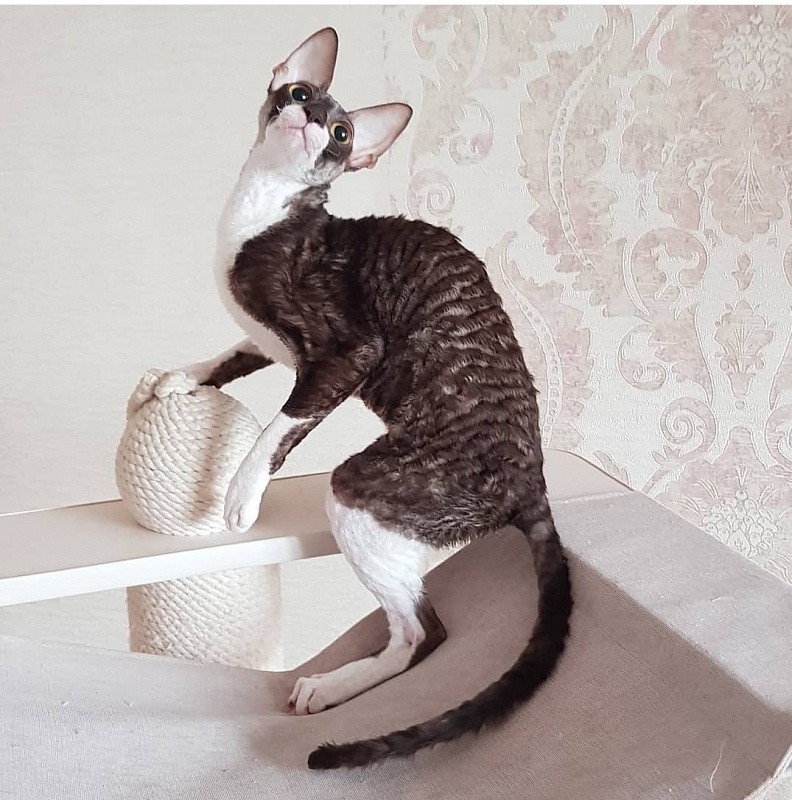 Kleopatra Elemani Dream - Junior cornish rex 8 months 1 week