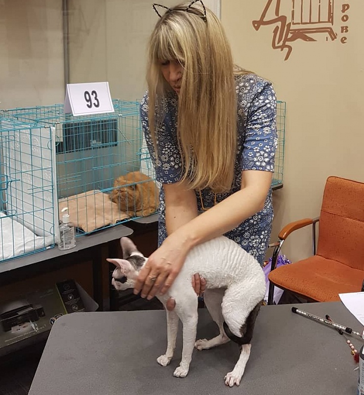 Dorian of Sabat First - cornish rex