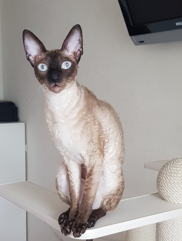 Elizabeth Star Forge - cornish rex