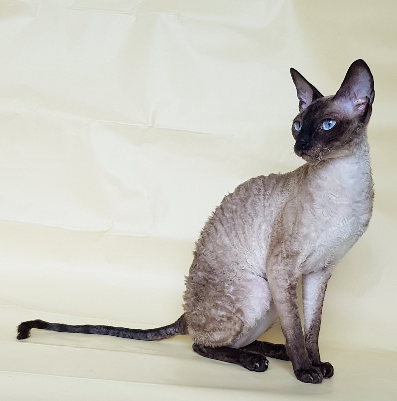Elizabeth Star Forge - Adult cornish rex 3 years 9 months 3 weeks