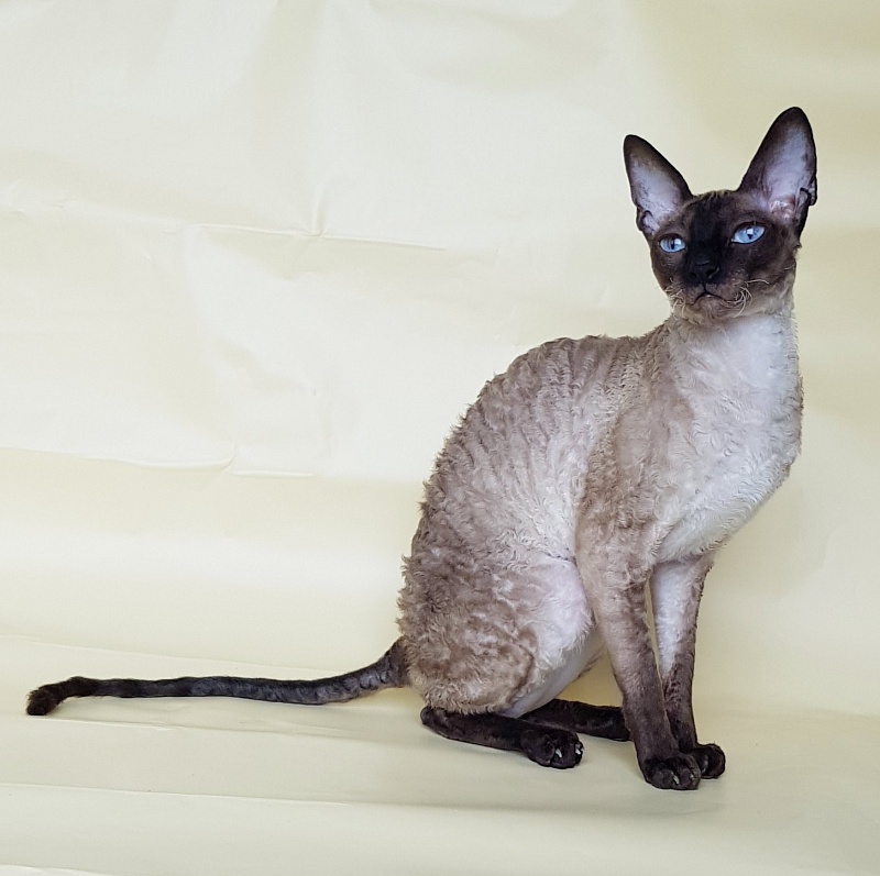 Elizabeth Star Forge - Adult cornish rex 3 years 9 months 3 weeks