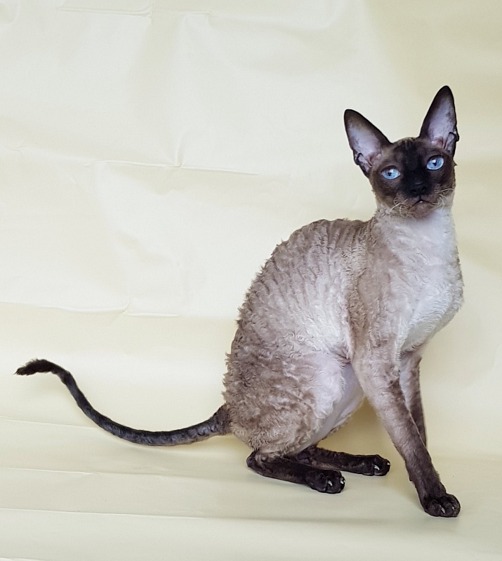Elizabeth Star Forge - Adult cornish rex 3 years 9 months 3 weeks