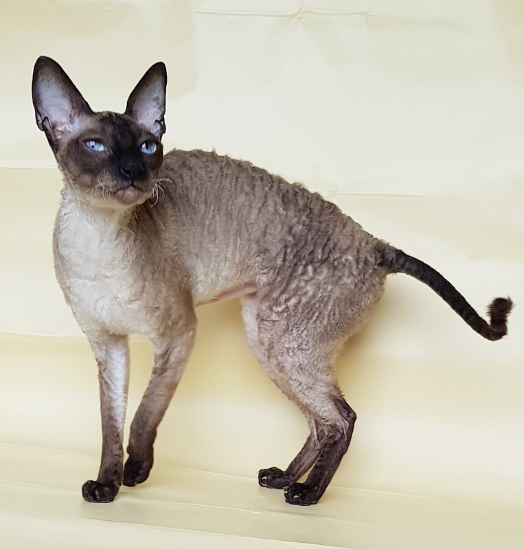 Elizabeth Star Forge - Adult cornish rex 3 years 9 months 3 weeks