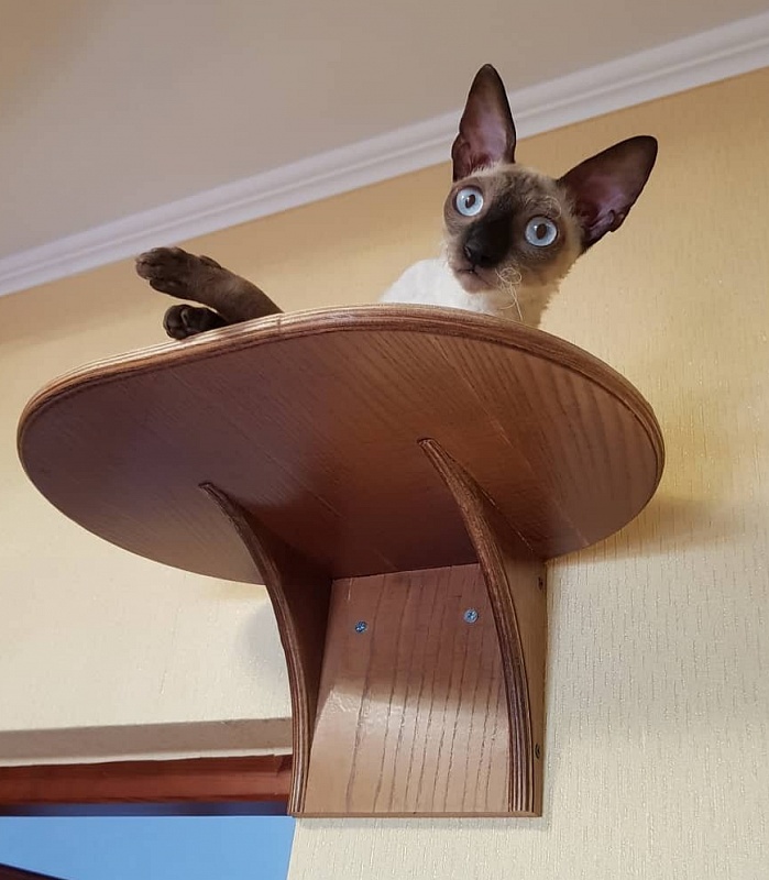 Elizabeth Star Forge - cornish rex