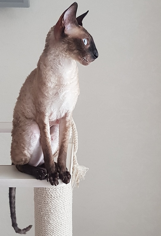 Elizabeth Star Forge - Adult cornish rex 3 years 9 months 3 weeks