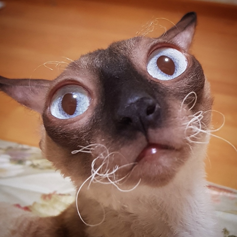 Elizabeth Star Forge - cornish rex