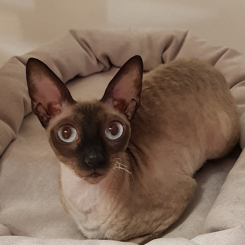 Elizabeth Star Forge - cornish rex