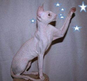 De Longi Chantilly - cornish rex