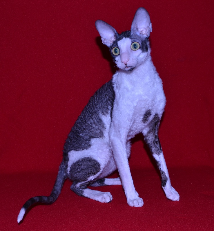 Lja-Minor Elemani Dream - Adult cornish rex 10 months 1 week